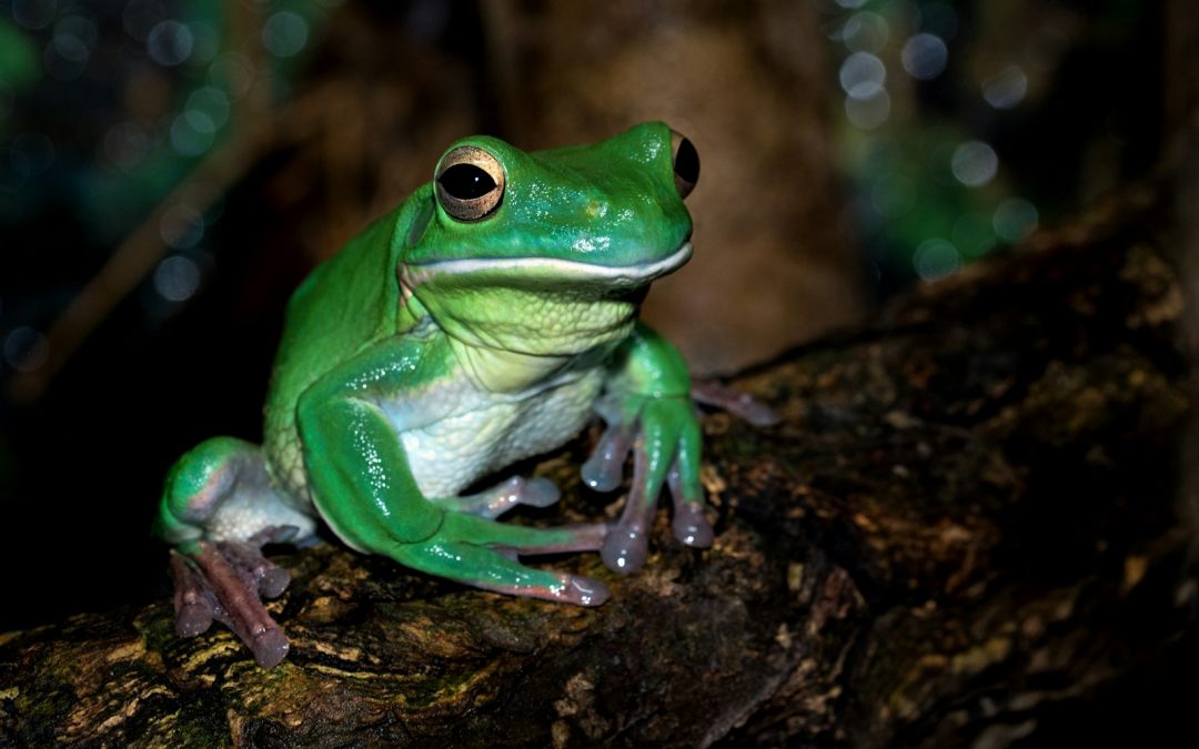 Eating your Daily Frog: A recipe for success